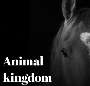 Animal Kingdom